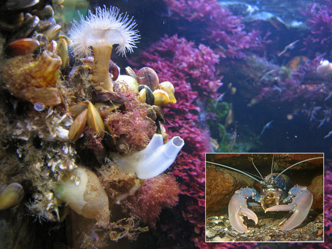 Hummer und Korallen im Aquarium Wilhelmshaven  [Fotos: W. Hochstetter]
